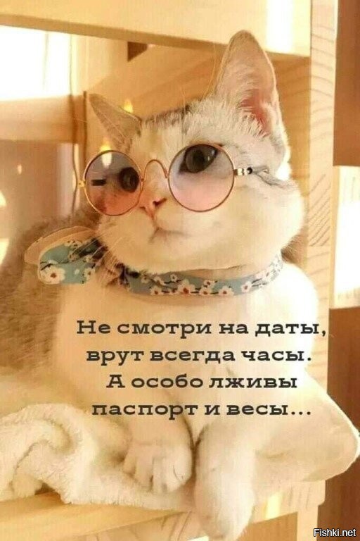 Не совсем в тему, но для коллекции котиков