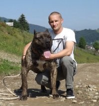 Канарский дог.