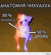 Прикольные и смешные картинки