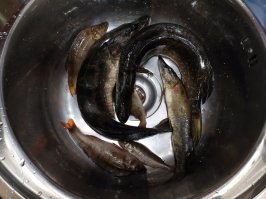 Живу в Мурманской области. 20 км от Мурманска.
Последнее время питаемся рыбой, которую поймал сам.
Рыба конечно дорогая. Дешевле у браконьеров купить. Сам не браконьерю, исключительно удочка и спиннинг.
Охлаждённую треску вообще не рисковал бы брать, сколько случаев, что с неё черви лезут, фу! Заморозка убивает паразитов.
Вот вчера вечерком на лесные озёра сходил.