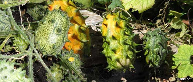 Африканский, или антильский, огурец, рогатая, или желейная, дыня- кивано...