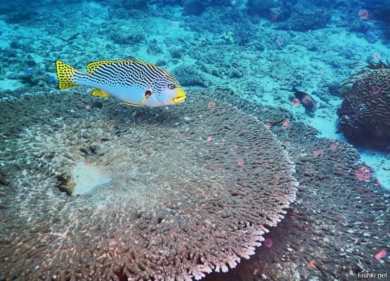 После дайвинга - это мое второе любимое хобби на море.
Немного моих "подводных" фото: