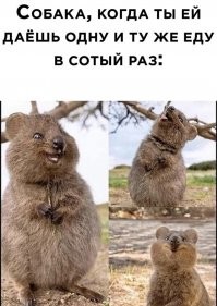 У автора этой картинки явно никогда не было собаки.