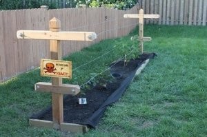 Дачные хитрости, дающие +100 к урожайности