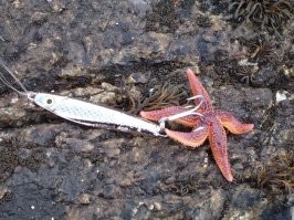 Рыбное место. Почему до&nbsp;наших столов не&nbsp;доплывают дешёвые треска и сёмга?