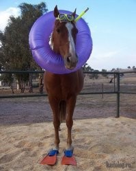 Прыжки в воду на лошадях