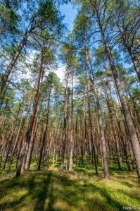 Да и сосна в 10 лет имеет больше зеленой биомассы чем сосна старше 50 лет, а вот горят старые сосны намного лучше...