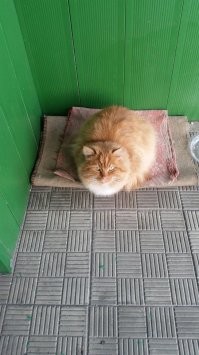 Еще один рыжий "шарик"))