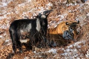 Помнится как Тимур Амура гонял.  Не тот тигр пошел. Не тот...