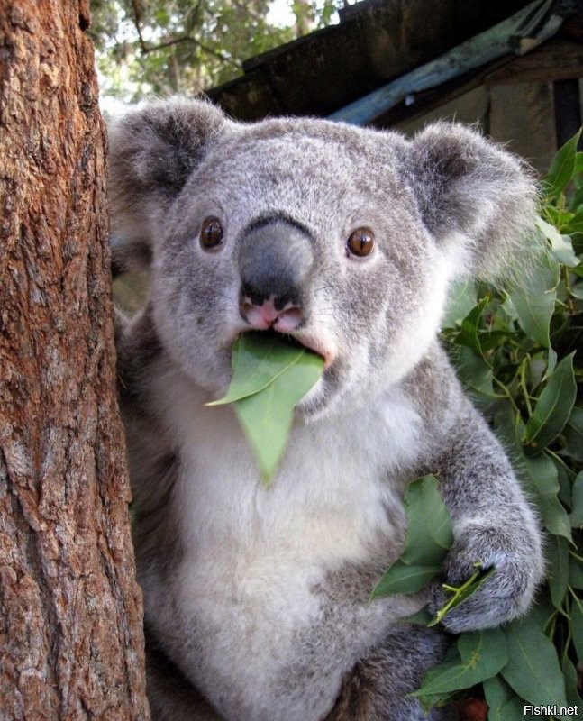 Солянка от 31.07.2020