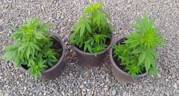 ...А потом вы их сажаете и через некоторое время...
Праздник к нам приходит!..