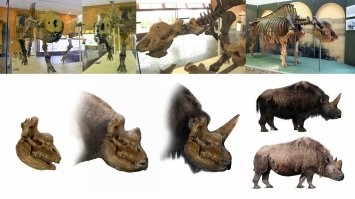 С чего они взяли, что рог был на столько большим?