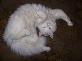 "Что не так с моим котом?": 35 котеек, которые внезапно сломались