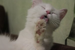 "Что не так с моим котом?": 35 котеек, которые внезапно сломались