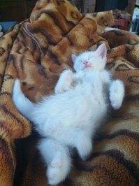 "Что не так с моим котом?": 35 котеек, которые внезапно сломались