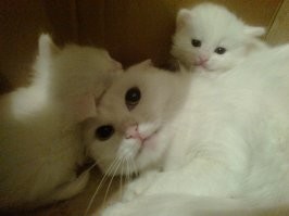 "Что не так с моим котом?": 35 котеек, которые внезапно сломались