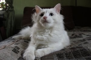 "Что не так с моим котом?": 35 котеек, которые внезапно сломались