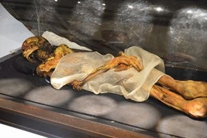 аффтар совсем ни с чем не дружит? на Ваших фото вовсе не "алтайская принцесса", а мумия мужчины-пазырыкца. вот "алтайская принцесса":