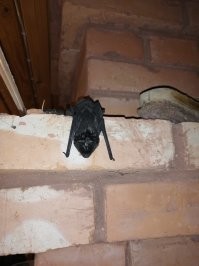 Вот такое чудо залетело ко мне в Сланцевском районе ЛО. Разбудило ночью, летало по комнате. Не хотело улетать в открытое окно. Пришлось ловить полотенцем .