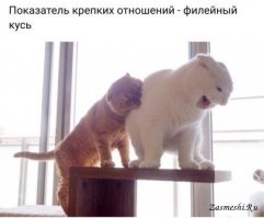 Прикольные и смешные картинки