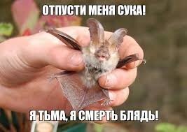 Я вообще кроме дракулы никаких летучих мышей не знаю