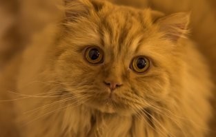 Я прошу простить меня за оскорбление животных !

Пережили голод они - переживут и изобилие