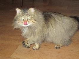 Мужик, тебе повезло! У меня выросло это...