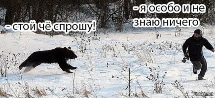 Мужчина отругал медведя, решившего залезть в его машину