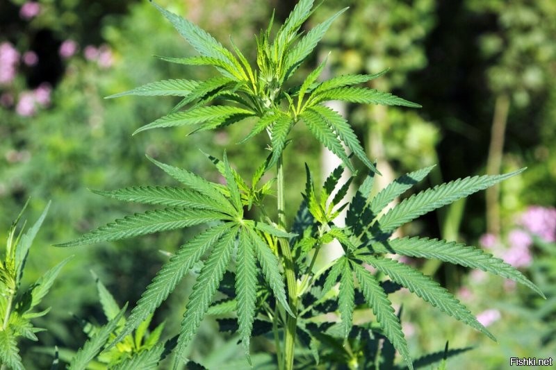 Господа соленья