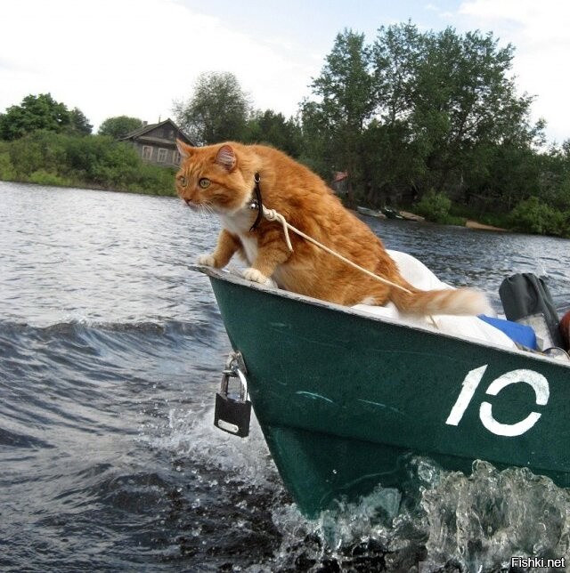 Господа и дамы, как обычно ночью собралась очень приятная компания