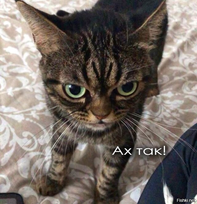 Господа и дамы, как обычно ночью собралась очень приятная компания