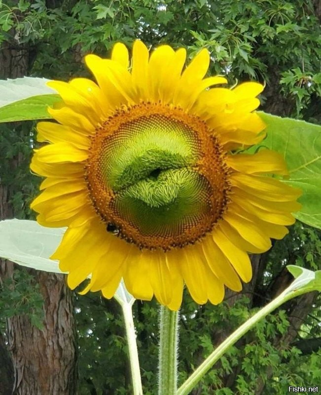 Солянка от 02.08.2020