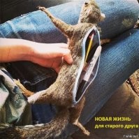 Прикольные и смешные картинки