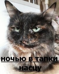 Эффективный способ отучить кота лазить по столу