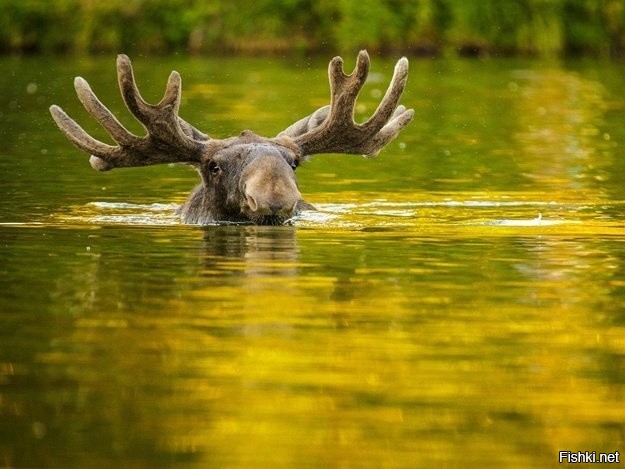 Есть народная мудрость