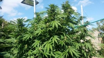 Надо было посадить попробовать, может там