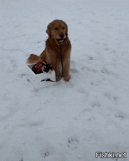 и уносит меня 
в звенящую снежную даль!