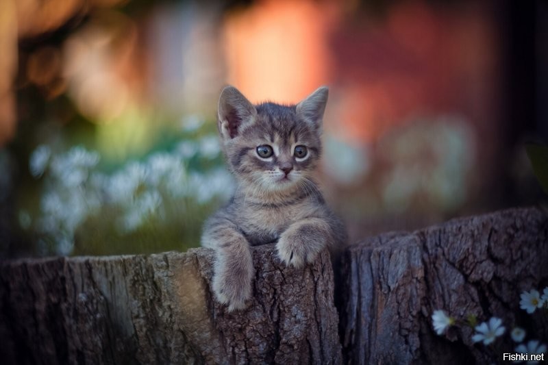 Солянка от 03.08.2020