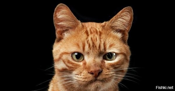 Просто Кафку грефневую?

Уж не вегетарианец ли ты?