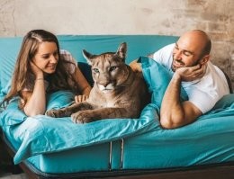 Кажется в Пензе, живет молодая пара, у которой уже несколько лет живет пума дома. Они блог ведут на Ютубе. Интересно наблюдать. По поиску "Пума Месси" легко найти.