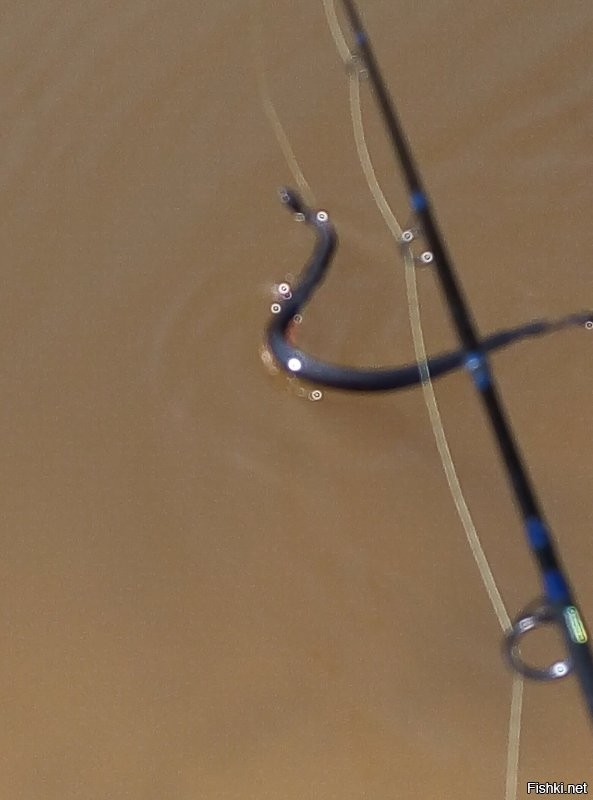 Играюсь с гадюкой. И отпускаю.