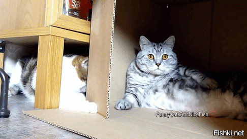 Солянка от 02.08.2020