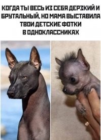 Ксолоитцкуинтли: Ацтекская селекция привела к появлению собак, что неотличимы от статуй