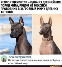 Ксолоитцкуинтли: Ацтекская селекция привела к появлению собак, что неотличимы от статуй