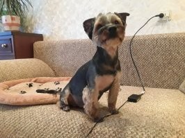 Вот мой Кузя, тоже приютили 5 лет назад. Прям с улицы моя привела, лечила пол года.