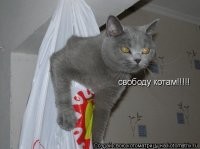 Кот, арестованный за перевозку наркотиков, сбежал из тюрьмы