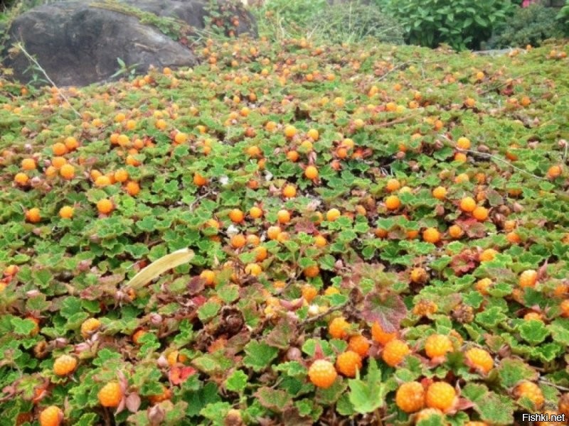 а у нас её морошкой называют ... и её у нас хоть жопой ешь...