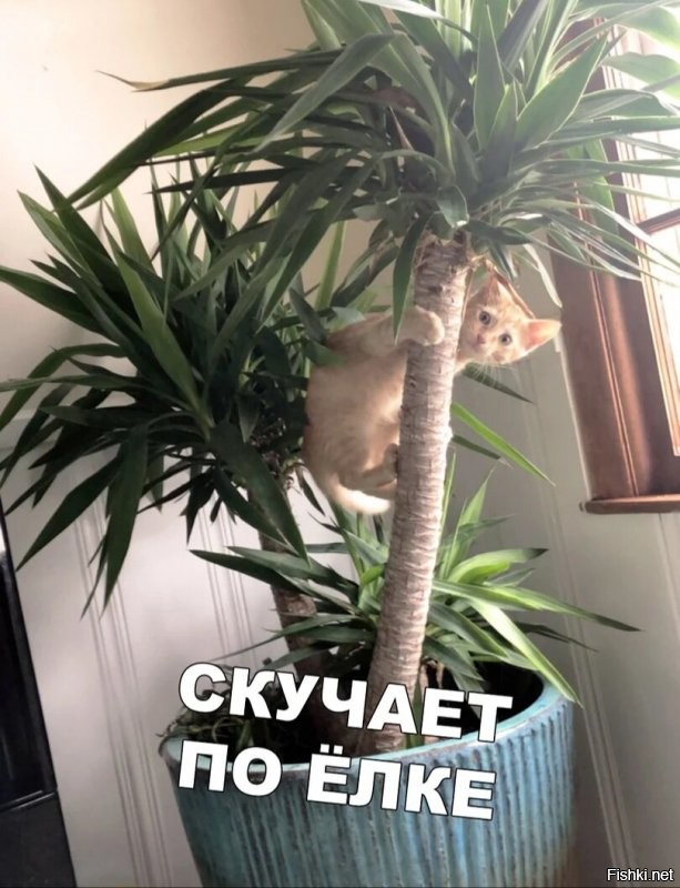 Солянка от 04.08.2020