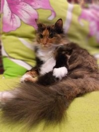 время летит. Кошь растет