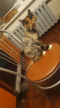 время летит. Кошь растет